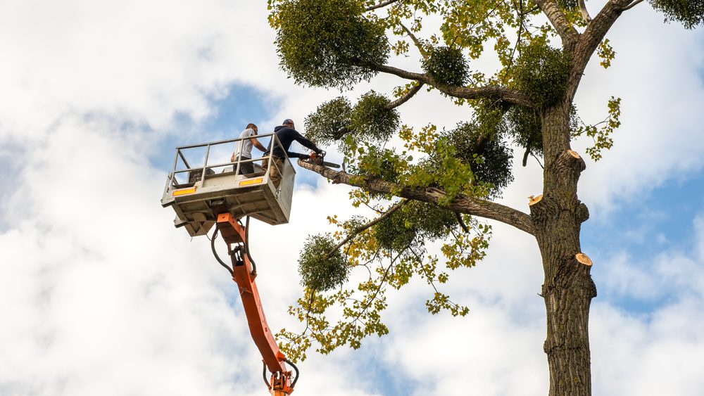 Two,Service,Workers,Cutting,Down,Big,Tree,Branches,With,Chainsaw